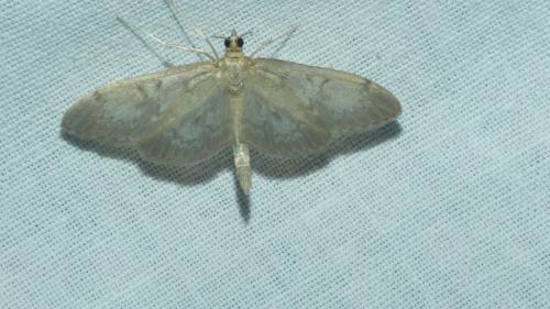 Anania lancealis